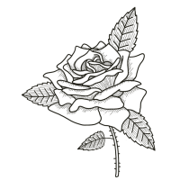 Rabenschwarz Rose